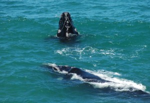 baleias lancha arare