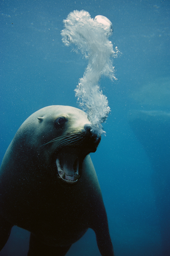 California Sea Lion (Zalophus californianus) with mouth open in threat display blowing bubbles, North America