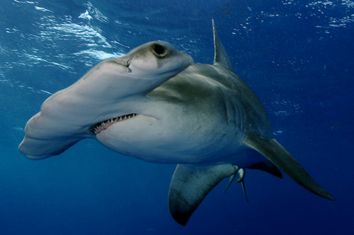 A great hammerhead shark swims near the oceans surface.